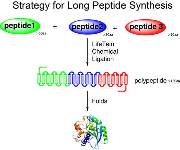 Strategy of long term peptides 